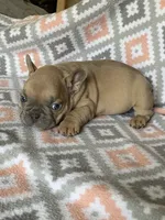 Rugar, a male French Bulldog for sale in Jewett, OH – 1 of 4