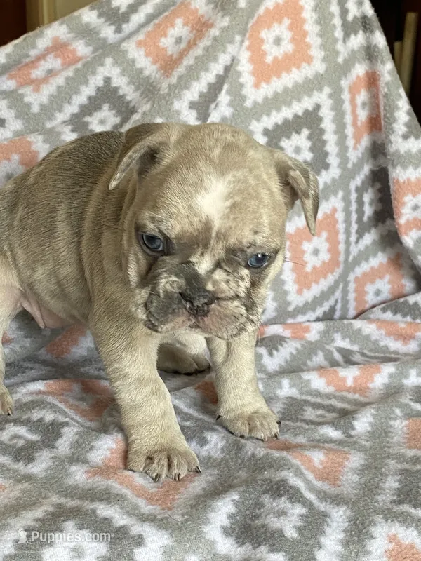 Morgan – French Bulldog puppy for sale in Jewett, OH