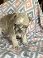 Morgan, a female French Bulldog for sale in Jewett, OH – 1 of 8
