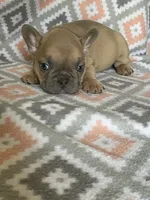 Rugar, a male French Bulldog for sale in Jewett, OH – 2 of 4