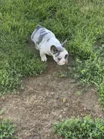 Keaton, a male French Bulldog for sale in Jewett, OH – 6 of 8