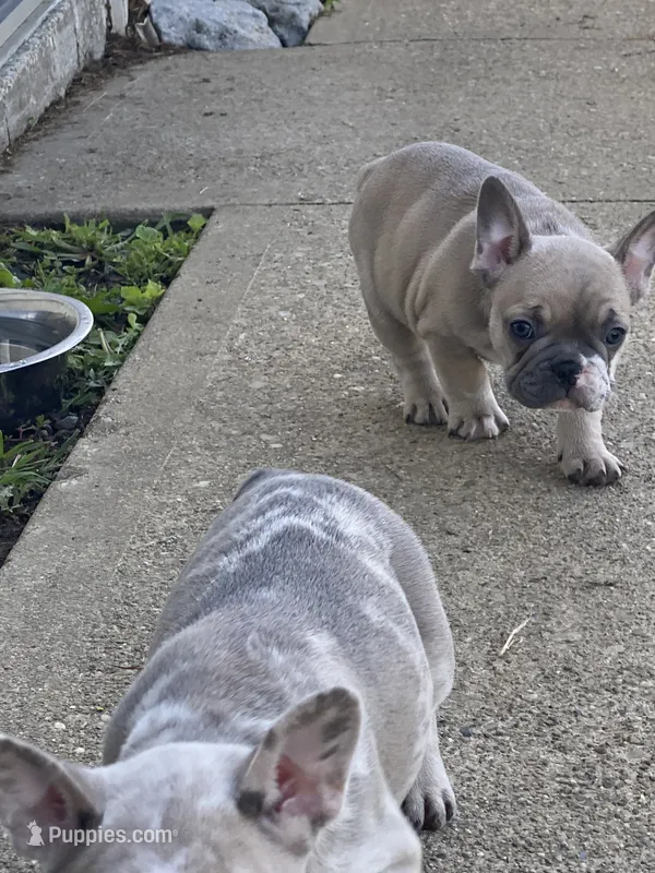 Buck – French Bulldog puppy for sale in Jewett, OH