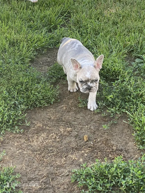 Morgan – French Bulldog puppy for sale in Jewett, OH