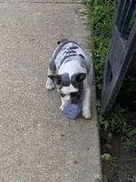 Keaton, a male French Bulldog for sale in Jewett, OH – 5 of 8