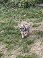 Ceda, a male French Bulldog for sale in Jewett, OH – Photo 4 of 4