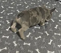 Ceda, a male French Bulldog for sale in Jewett, OH – Photo 3 of 4