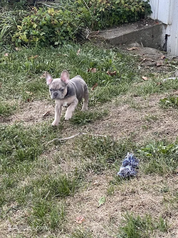 Ceda, a male French Bulldog for sale in Jewett, OH – Photo 1 of 4