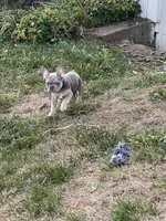 Ceda, a male French Bulldog for sale in Jewett, OH – Photo 1 of 4