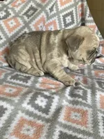 Morgan, a female French Bulldog for sale in Jewett, OH – 4 of 8