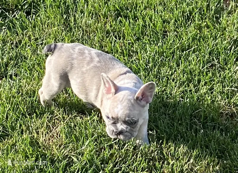 Morgan – French Bulldog puppy for sale in Jewett, OH