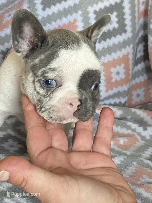 Keaton – French Bulldog puppy for sale in Jewett, OH