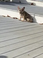 Clar cin, a female French Bulldog for sale in Jewett, OH – Photo 1 of 5