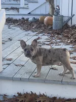 Clar cin, a female French Bulldog for sale in Jewett, OH – Photo 2 of 5