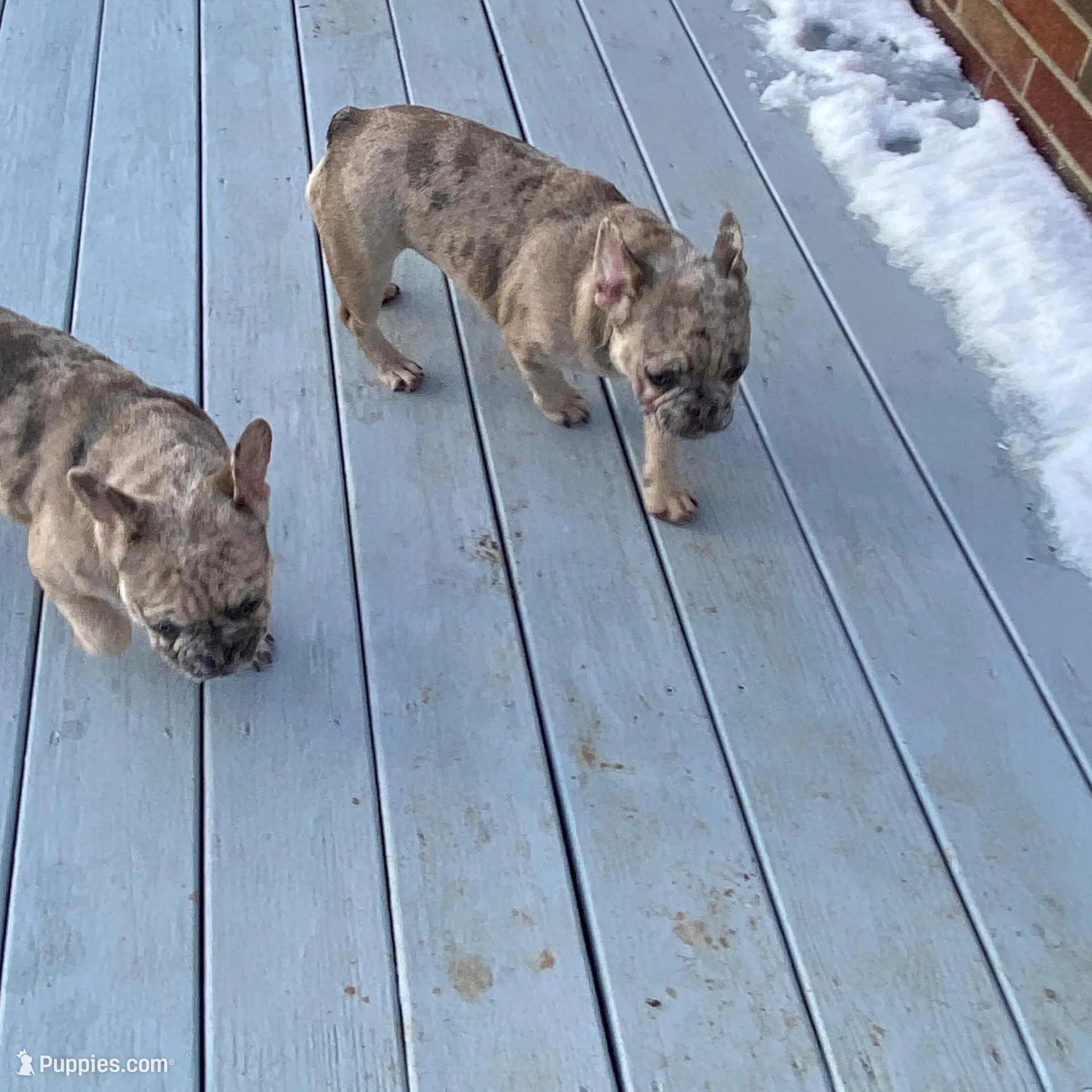 Clar cin, a female French Bulldog for sale in Jewett, OH – Photo 3 of 5