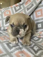 Buck, a male French Bulldog for sale in Jewett, OH – 3 of 7