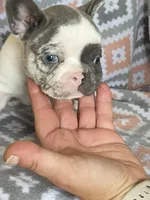 Keaton, a male French Bulldog for sale in Jewett, OH – 3 of 5