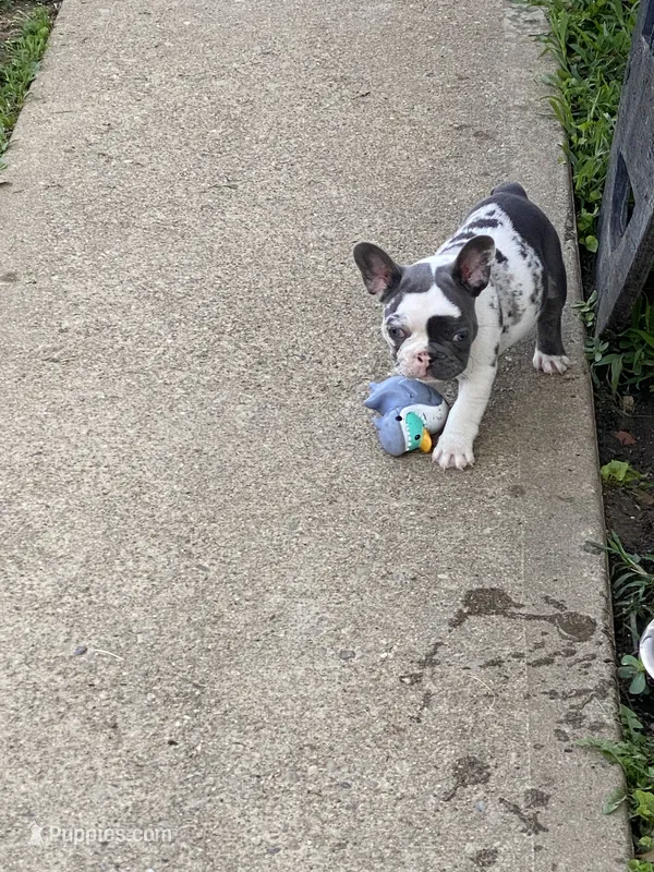 Keaton – French Bulldog puppy for sale in Jewett, OH