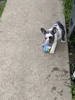 Keaton, a male French Bulldog for sale in Jewett, OH – 1 of 8