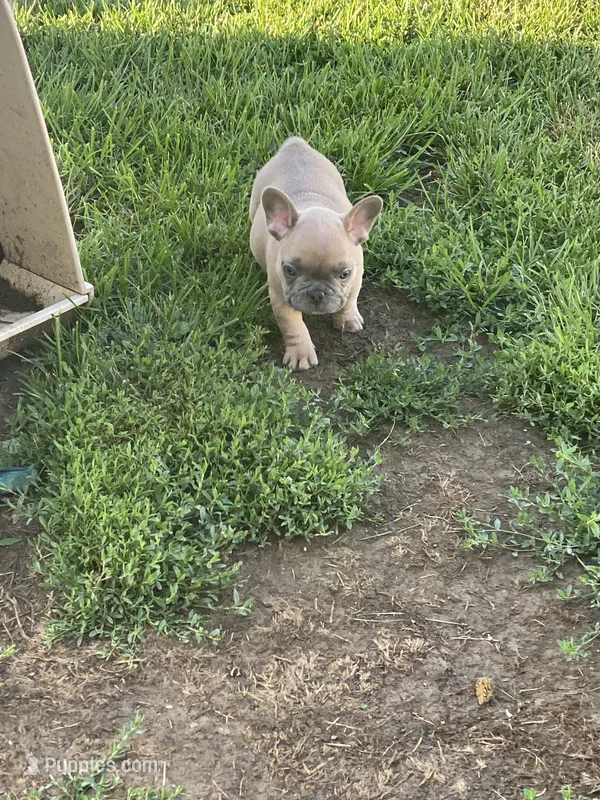Rugar – French Bulldog puppy for sale in Jewett, OH