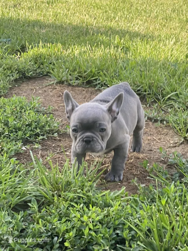 Sapphire – French Bulldog puppy for sale in Jewett, OH