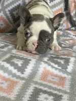Keaton, a male French Bulldog for sale in Jewett, OH – 2 of 5