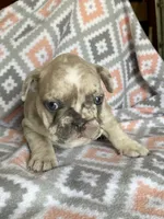 Morgan, a female French Bulldog for sale in Jewett, OH – 3 of 8