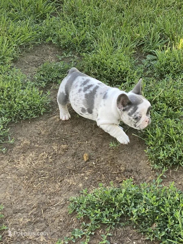 Keaton – French Bulldog puppy on hold in Jewett, OH