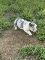 Keaton, a male French Bulldog for sale in Jewett, OH – 2 of 8
