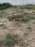 Claus, a male French Bulldog for sale in Jewett, OH – Photo 5 of 7