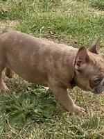 Claus, a male French Bulldog for sale in Jewett, OH – Photo 7 of 7