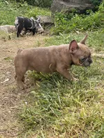 Claus, a male French Bulldog for sale in Jewett, OH – Photo 1 of 7