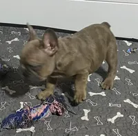 Claus, a male French Bulldog for sale in Jewett, OH – Photo 4 of 7