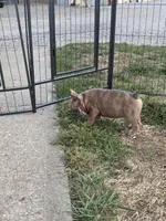 Claus, a male French Bulldog for sale in Jewett, OH – Photo 6 of 7