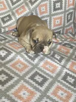 Buck, a male French Bulldog for sale in Jewett, OH – 6 of 7