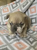 Buck, a male French Bulldog for sale in Jewett, OH – 7 of 7