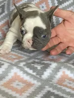 Keaton, a male French Bulldog for sale in Jewett, OH – 4 of 5