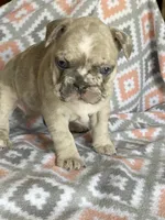 Morgan, a female French Bulldog for sale in Jewett, OH – 7 of 8