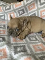 Rugar, a male French Bulldog for sale in Jewett, OH – 3 of 4