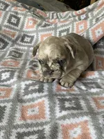 Morgan, a female French Bulldog for sale in Jewett, OH – 8 of 8