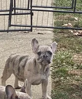 Cin clar, a female French Bulldog for sale in Jewett, OH – Photo 2 of 4