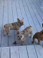 Cin clar, a female French Bulldog for sale in Jewett, OH – Photo 3 of 4