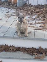 Cin clar, a female French Bulldog for sale in Jewett, OH – Photo 1 of 4