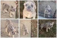 Cin clar, a female French Bulldog for sale in Jewett, OH – Photo 4 of 4