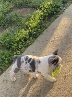 Keaton, a male French Bulldog for sale in Jewett, OH – 8 of 8