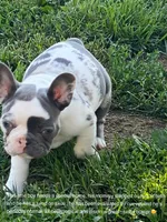 Keaton, a male French Bulldog for sale in Jewett, OH – 7 of 8