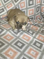 Buck, a male French Bulldog for sale in Jewett, OH – 2 of 7