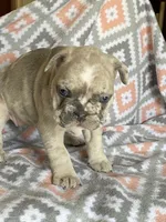 Morgan, a female French Bulldog for sale in Jewett, OH – 5 of 8