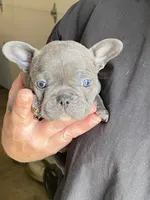 Sapphire, a female French Bulldog for sale in Jewett, OH – 3 of 3