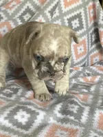Morgan, a female French Bulldog for sale in Jewett, OH – 2 of 8
