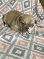 Buck, a male French Bulldog for sale in Jewett, OH – 4 of 7